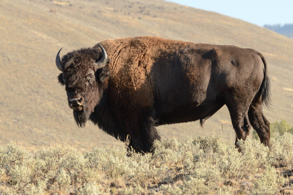 bison-in-montana