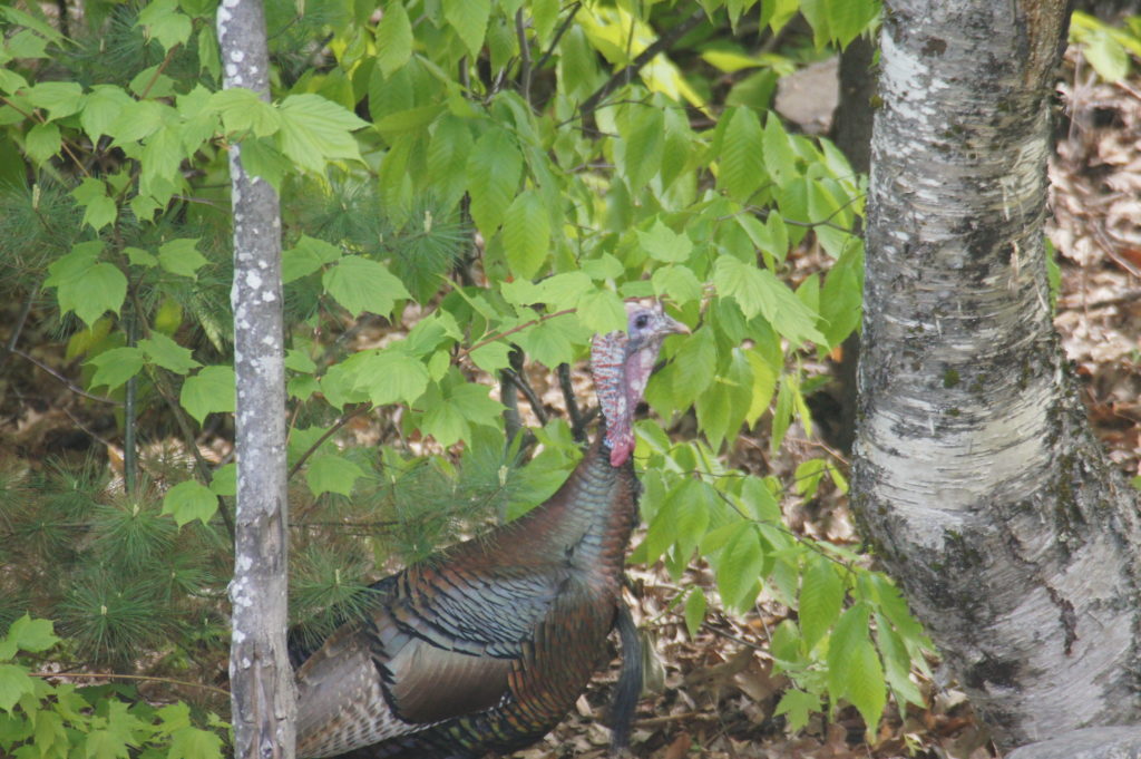 wild-turkey-in-new-hampshire