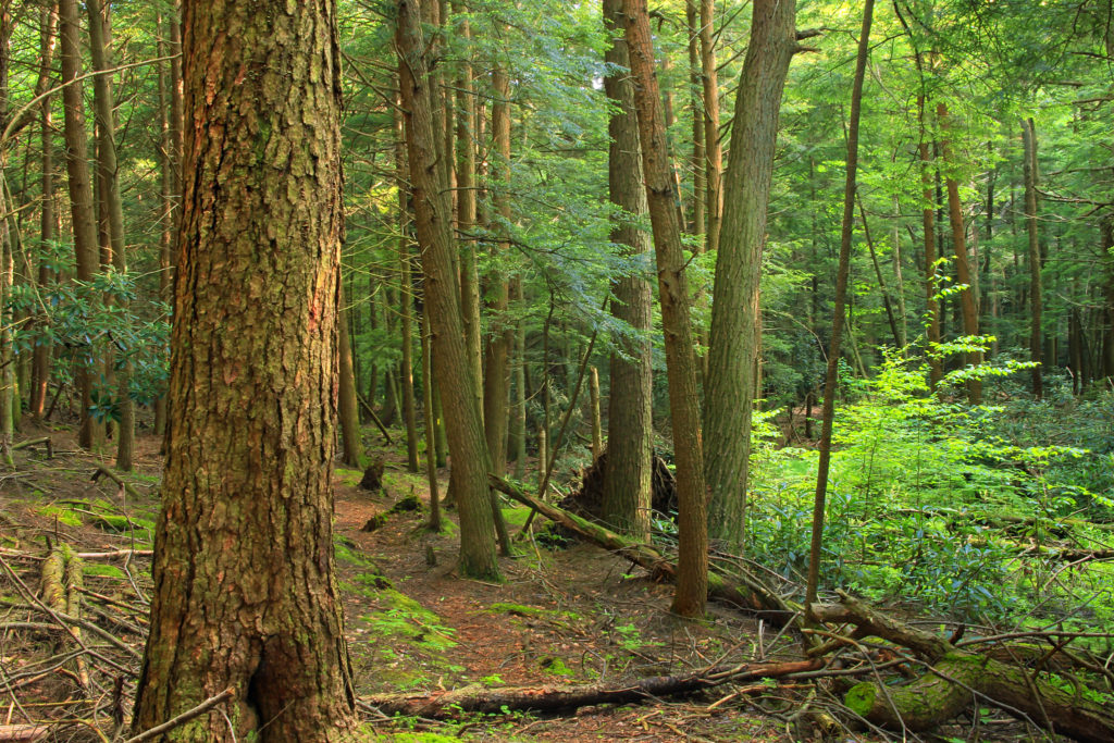 paulstrine-forest