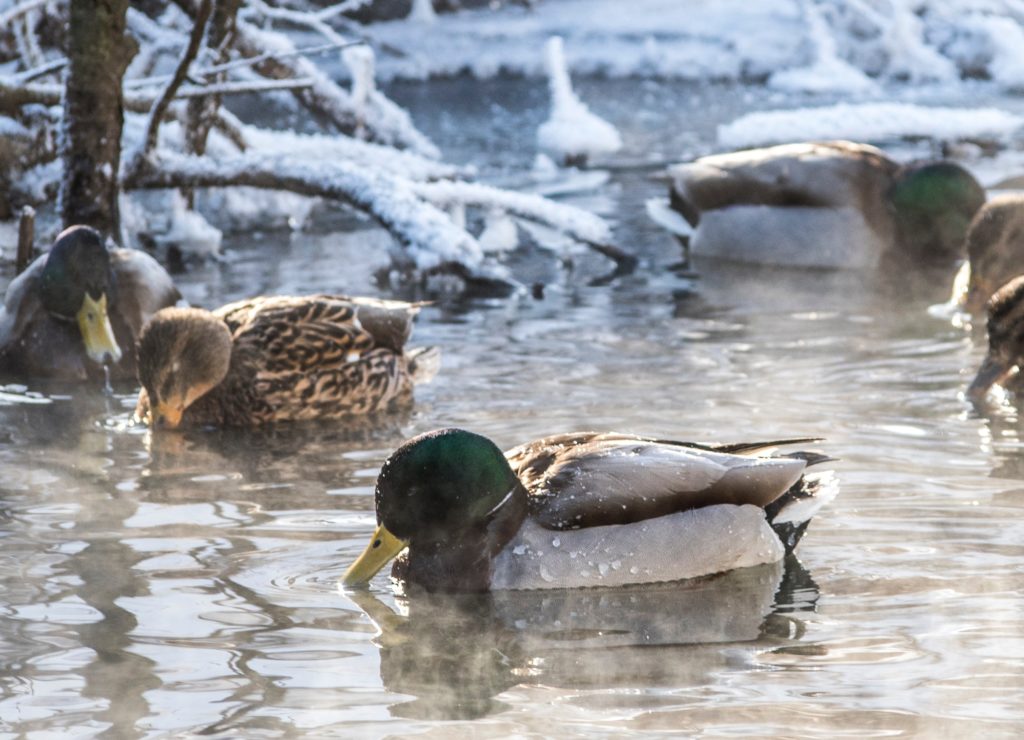 duck-hunting-in-winter