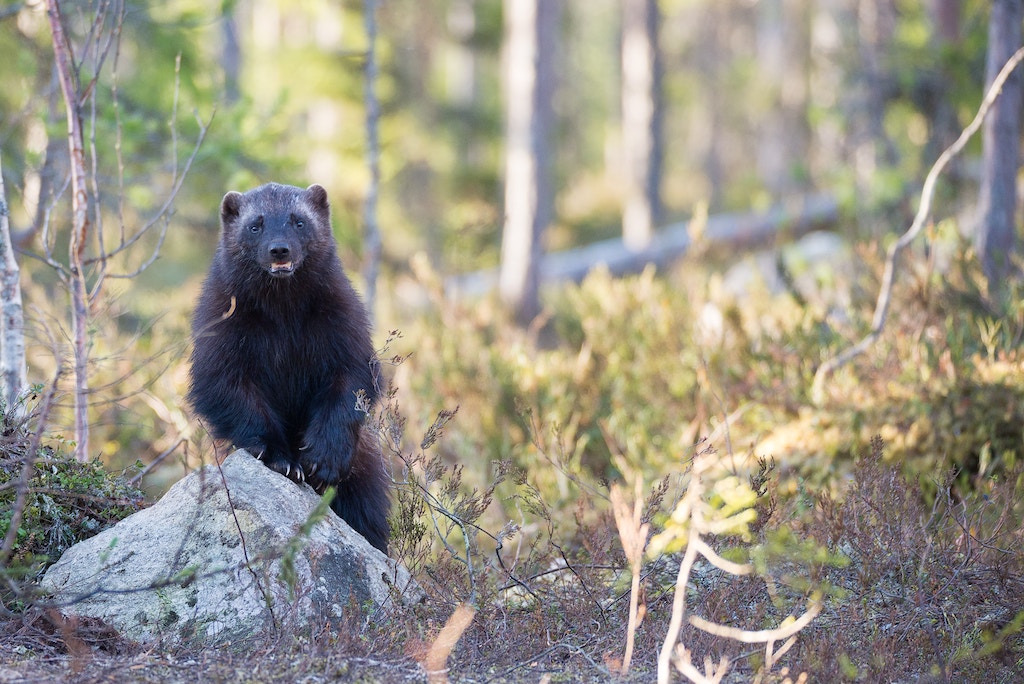 black-bear-in-a-forest