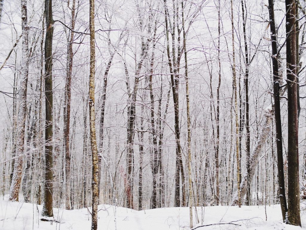 hunting-in-the-cold-forest