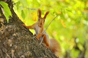 more-tips-for-squirrel-hunt