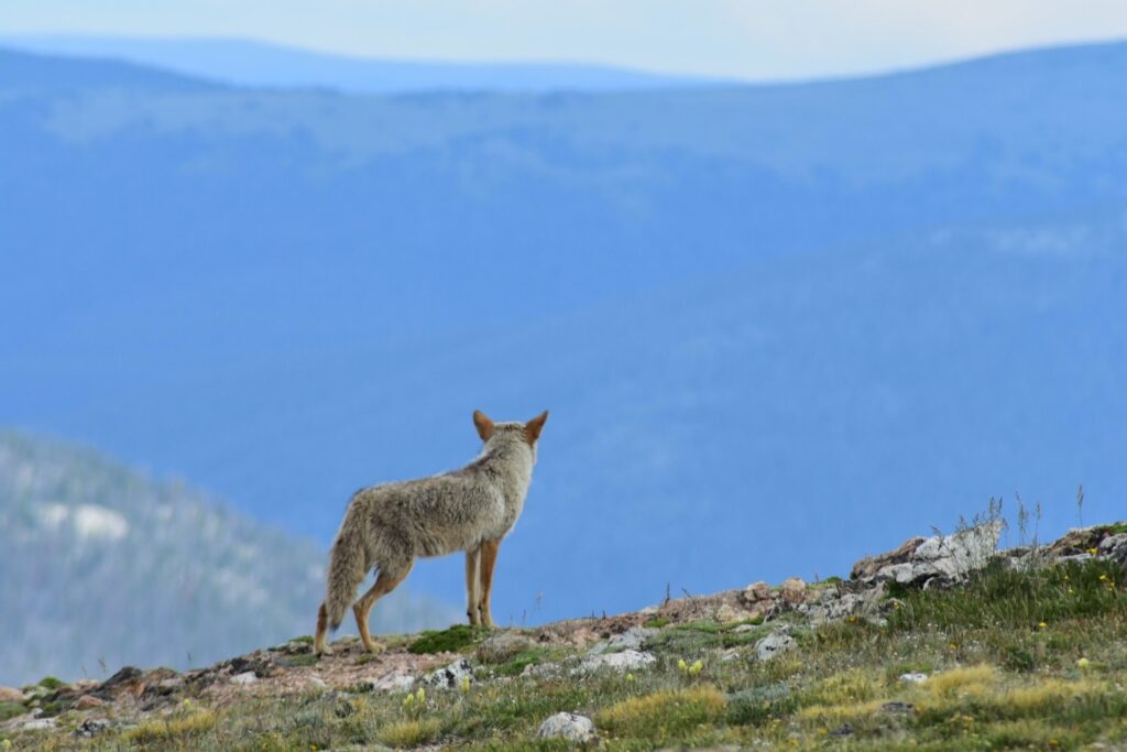 how-to-hunt-for-coyotes