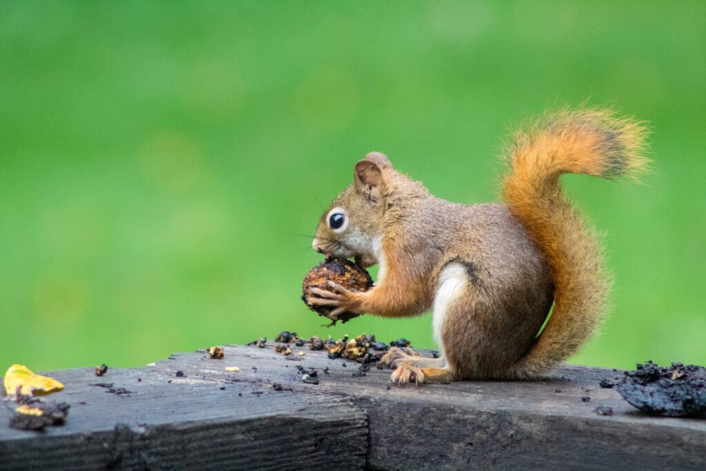 how-to-hunt-for-squirrels