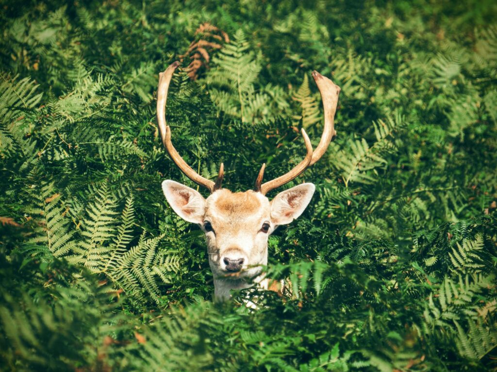 how-to-find-deer-sheds