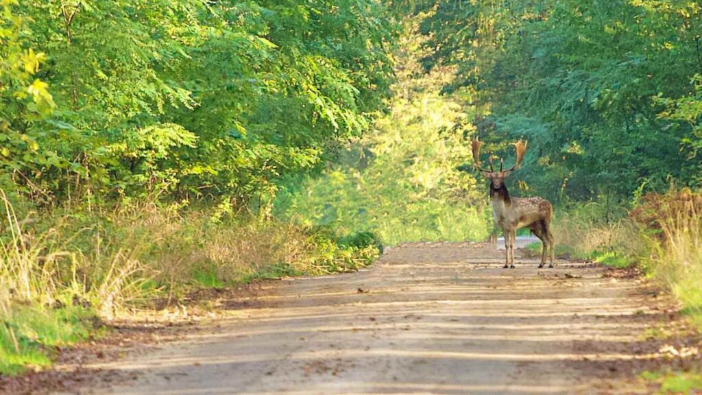 how-to-track-deer