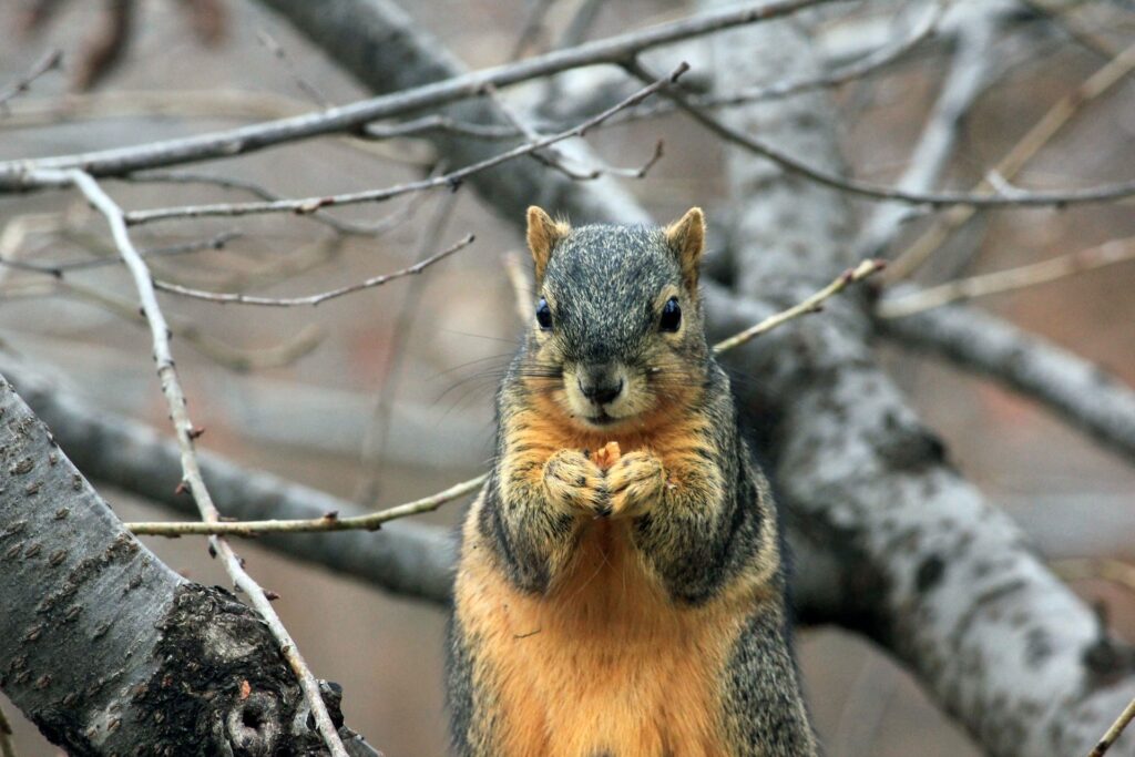 can-you-hunt-squirrels-in-winter