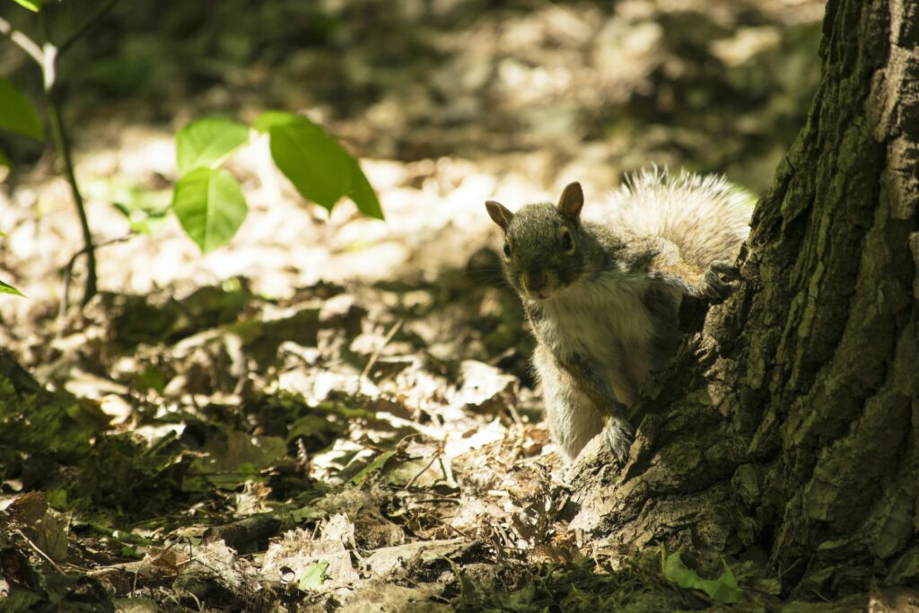 what-squirrels-eat