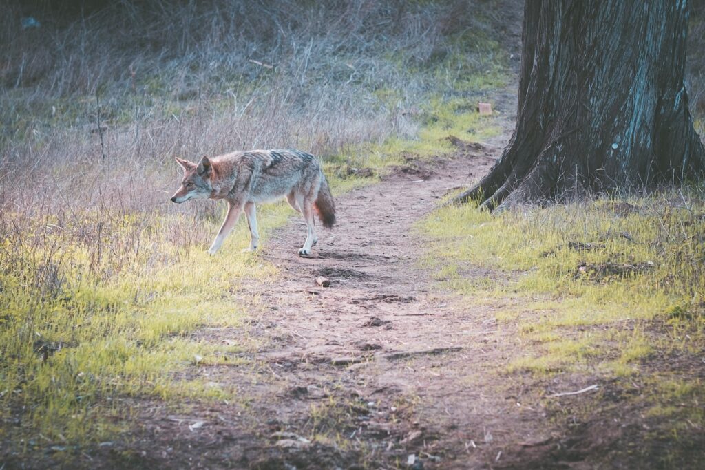 how-to-call-coyote