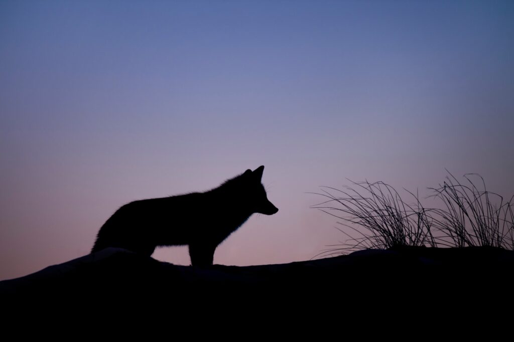 hunt-coyote-at-night