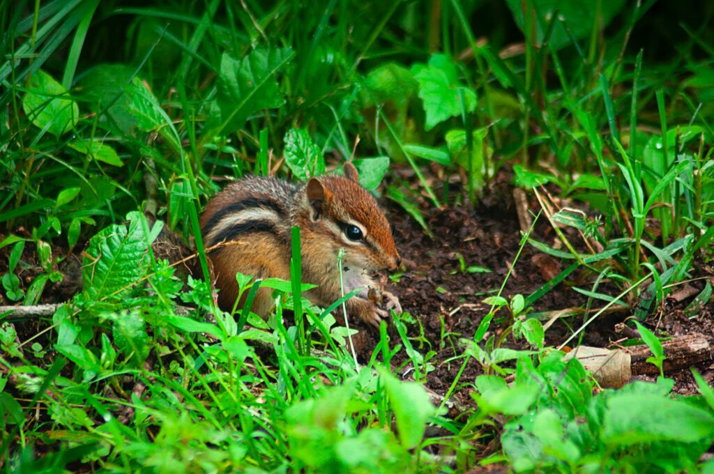 best-squirrel-food-to-attract