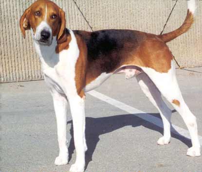 american-foxhound