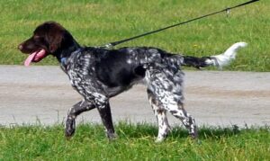 small-munsterlander-hunting-dog