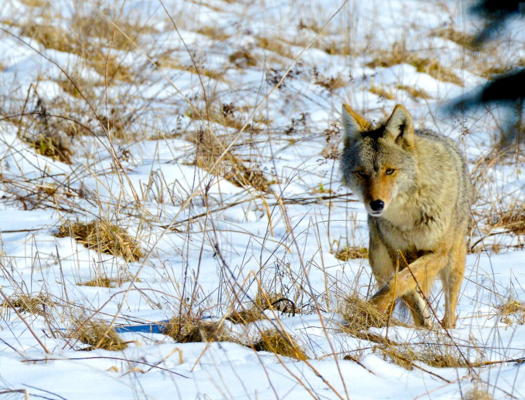 coyote-on-a-run