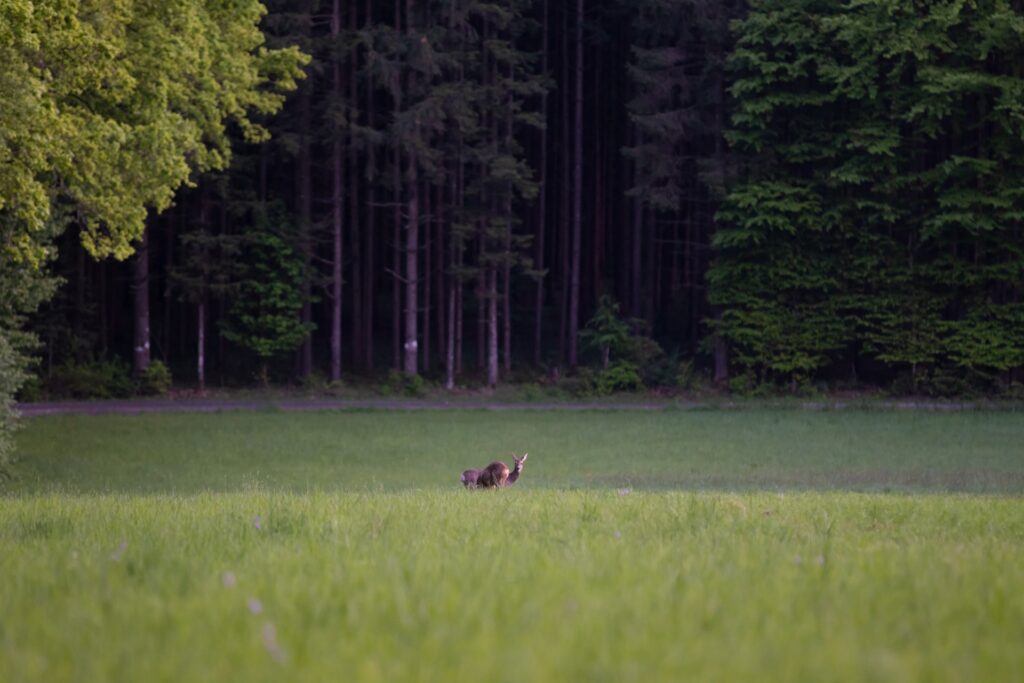 deer-hunting-with-dogs