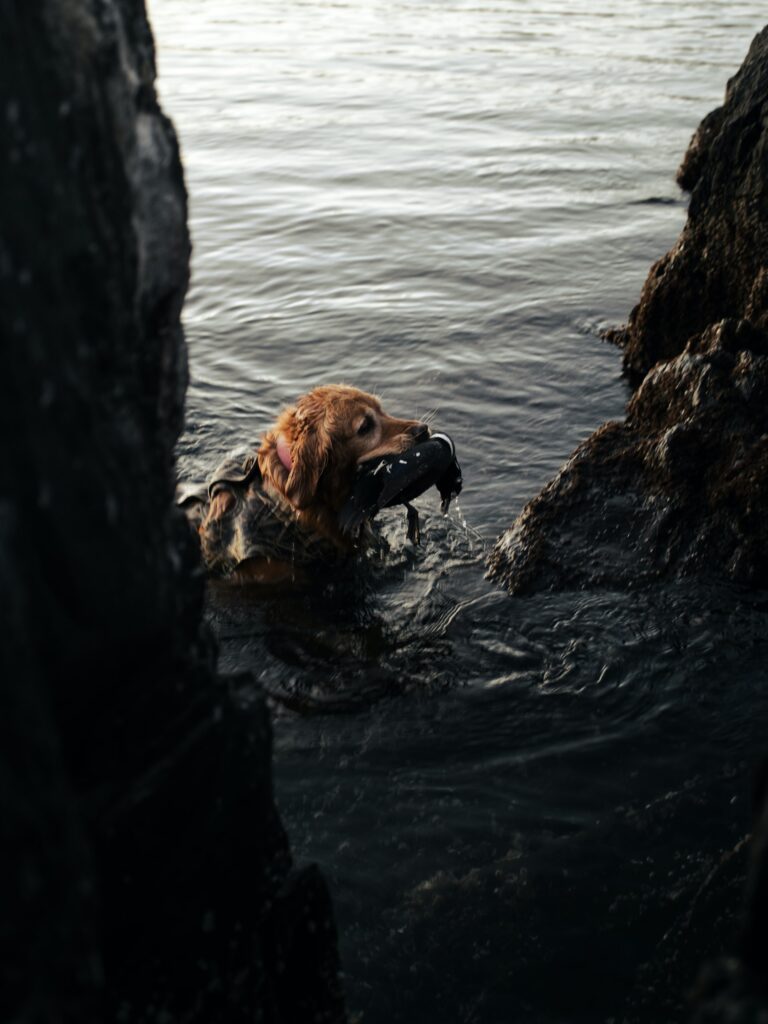 golden-retriever-for-duck-hunting