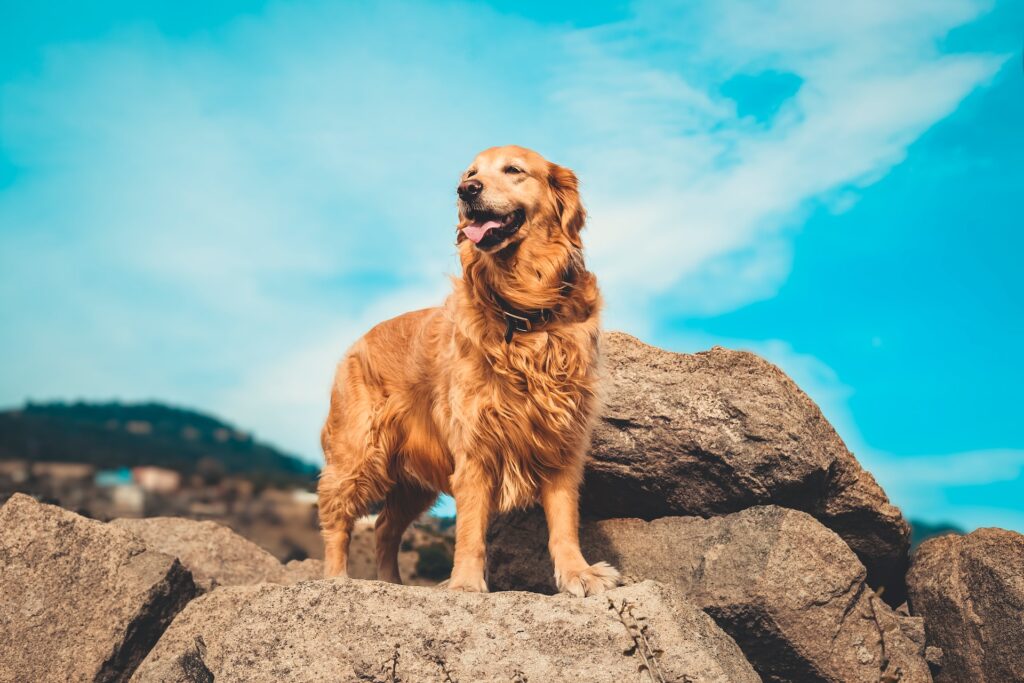 is-golden-retriever-good-for-duck-hunting