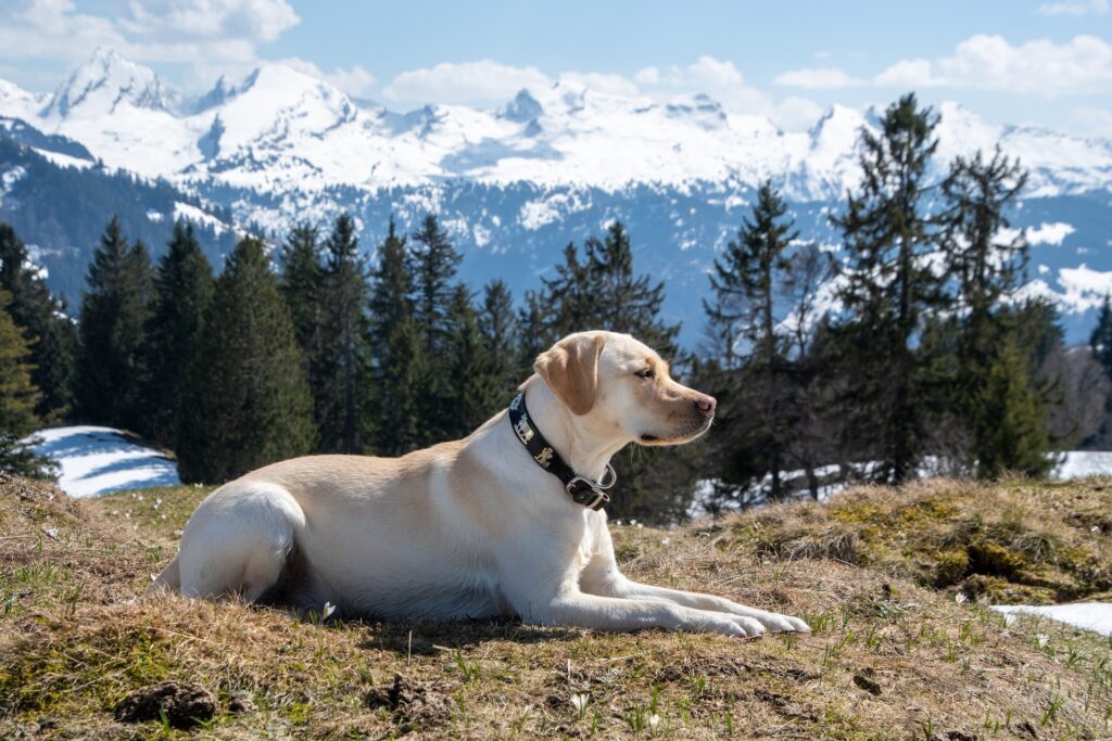 labrador-retriever