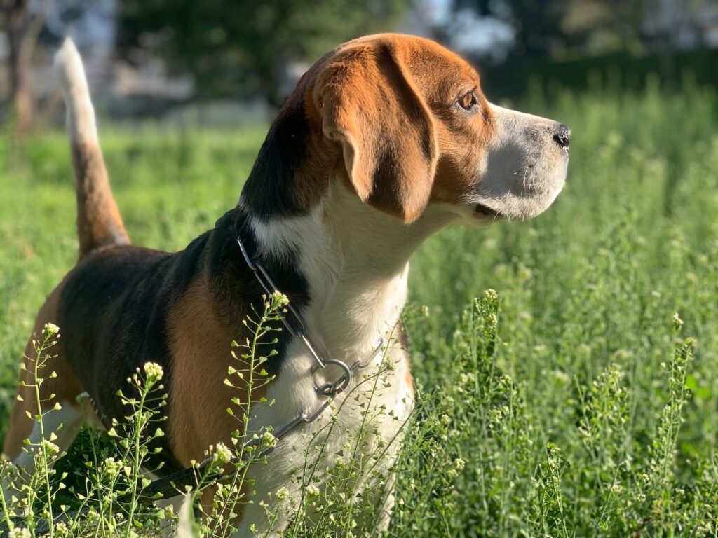 beagle-hunting-dog