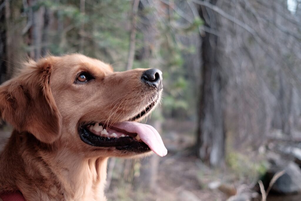 training-a-golden-retriever-for-duck-hunting