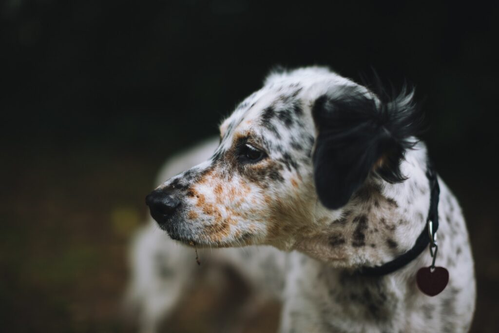 english-setter