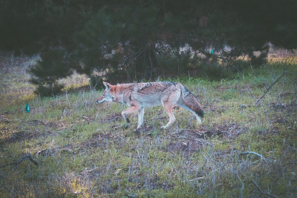 hiding-from-coyotes