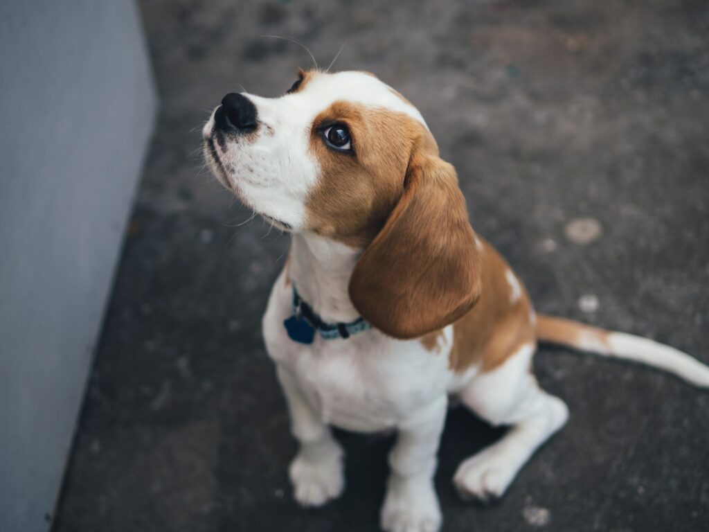 are-beagles-disobedient