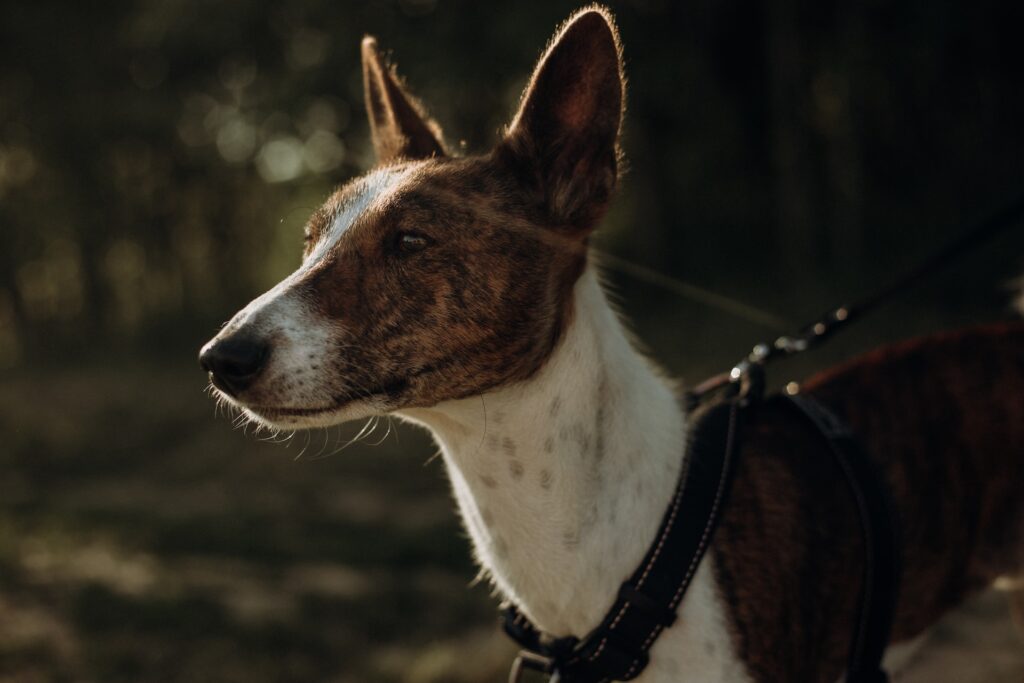 basenji-hunting-dog