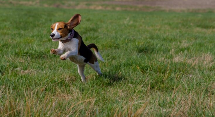 are-beagles-good-hunting-dogs
