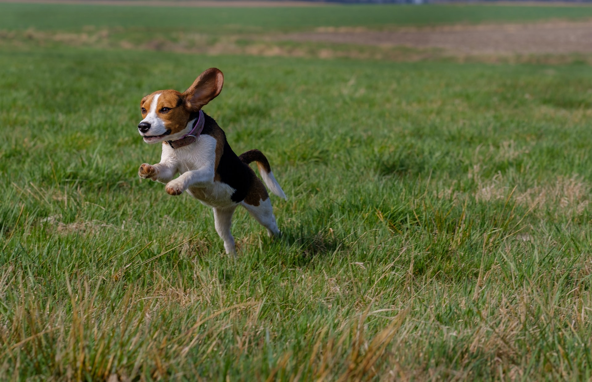 are beagles disobedient