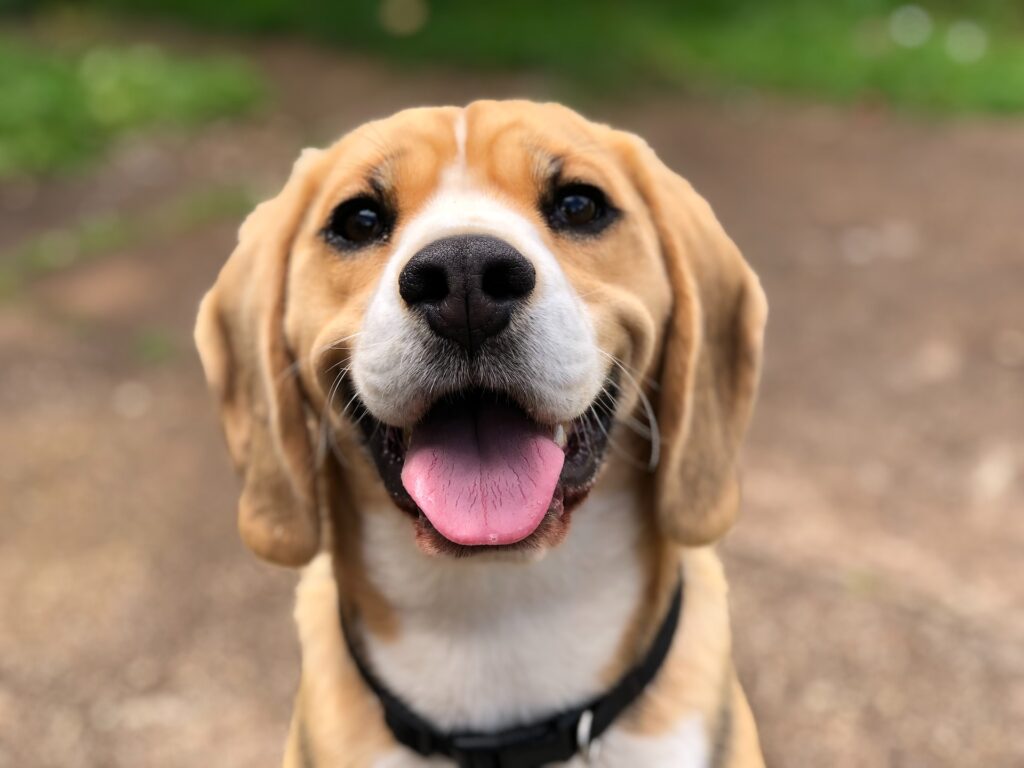 why-are-beagles-so-nice