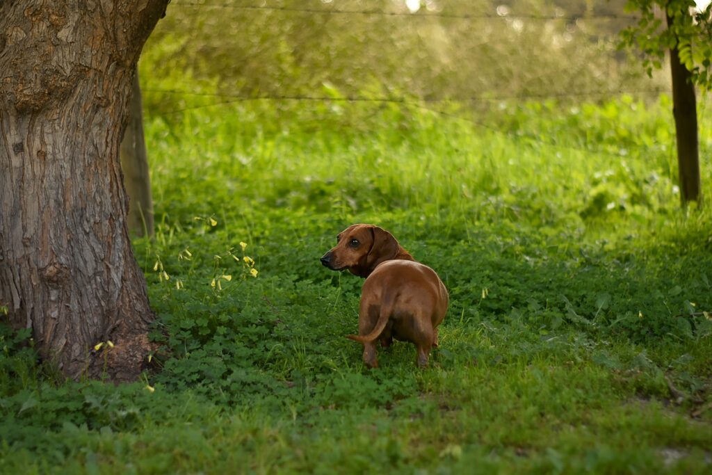 dachshund-hunting-dog