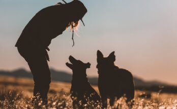 how-to-choose-the-best-small-hunting-dog