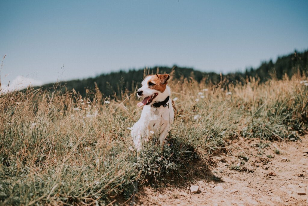 jack-russell-terrier-hunting-dog