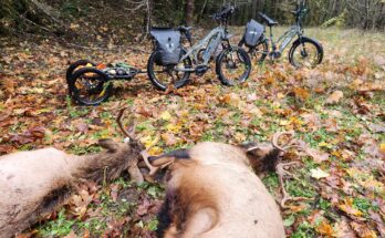 elk with Bakcou mule bikes
