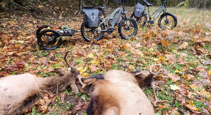 elk with Bakcou mule bikes