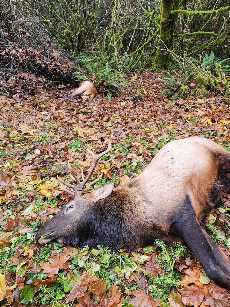 elk down